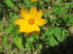 Coreopsis auriculata