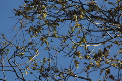 Piscidia carthagenensis