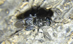 Dicyphoma schaefferi