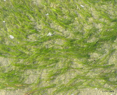 Zostera muelleri