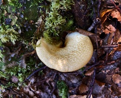 Austropaxillus mcnabbii