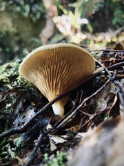 Austropaxillus mcnabbii