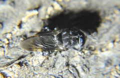 Dicyphoma schaefferi