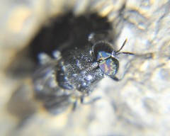 Dicyphoma schaefferi