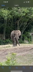 Elephantidae
