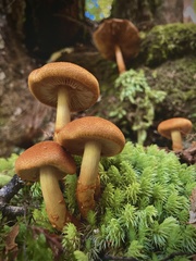 Cortinarius castoreus