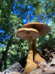 Cortinarius castoreus
