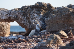 Sula leucogaster brewsteri