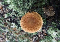 Cortinarius castoreus