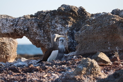 Sula leucogaster brewsteri