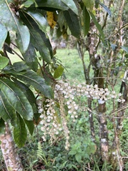 Clethra macrophylla