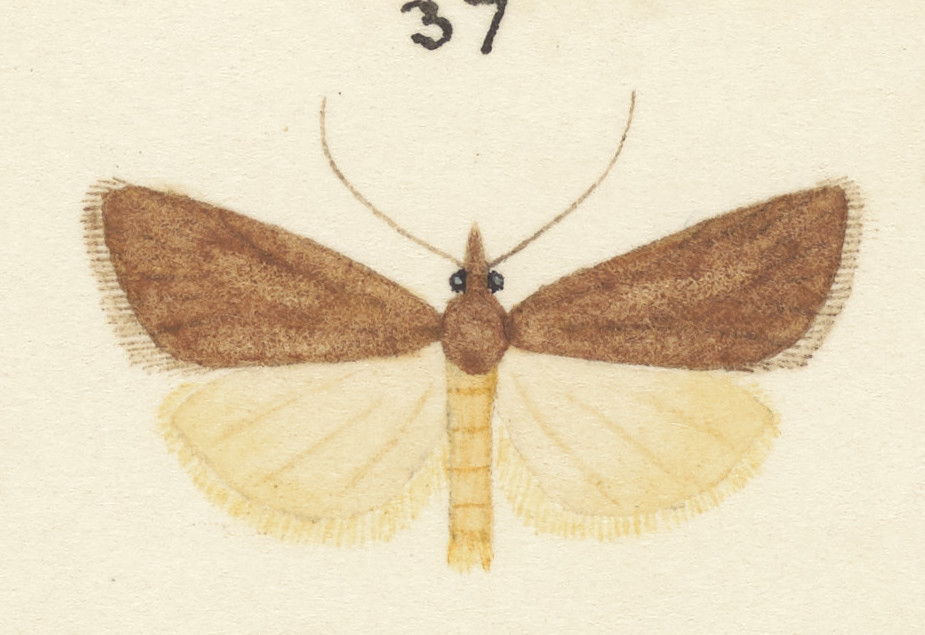 Tortrix demiana
