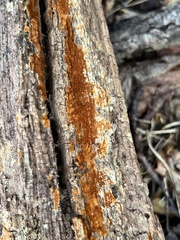 Botryobasidium aureum