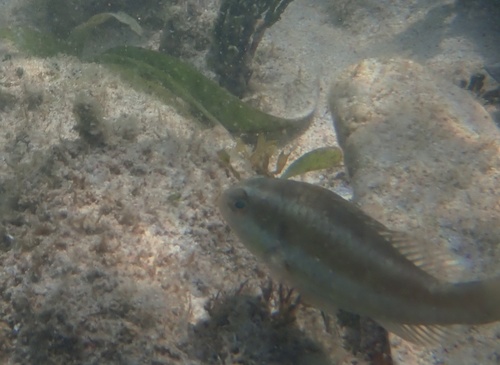 Emerald Parrotfish (Nicholsina usta) — Scaridae