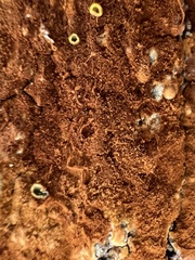 Botryobasidium aureum