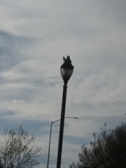 Columba livia