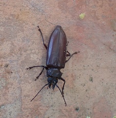 Stenodontes damicornis