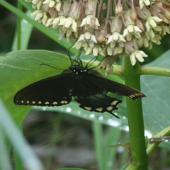 Papilio troilus