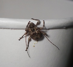 Leptostylus transversus