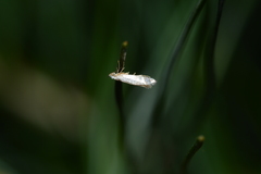 Argyresthia thuiella