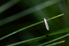 Argyresthia thuiella