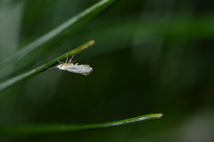 Argyresthia thuiella