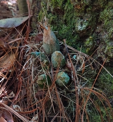 Mormodes