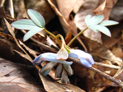 Corydalis ambigua