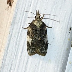 Platynota exasperatana