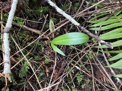 Platanthera ephemerantha