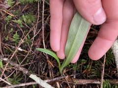 Platanthera ephemerantha