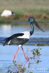 Black-Necked Stork photo 2