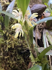 Maxillaria bracteata