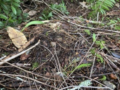 Platanthera ephemerantha