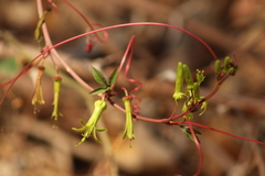 Passiflora viridiflora