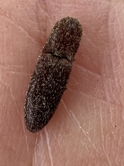 Lacon impressicollis