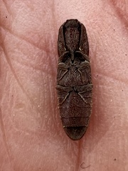 Lacon impressicollis