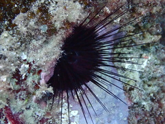 Echinostrephus