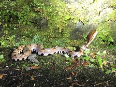 Deinagkistrodon acutus