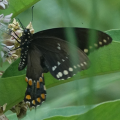 Papilio troilus