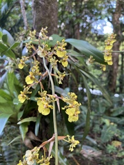 Oncidium bracteatum