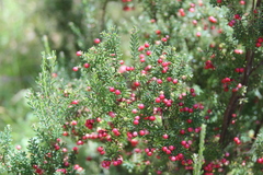 Acrothamnus