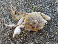 Hemigrapsus crenulatus
