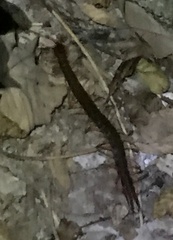 Scolopendra multidens