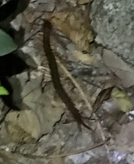 Scolopendra multidens