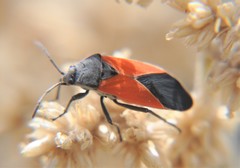 Melanopleurus inflatus