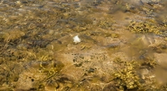 Contusus brevicaudus