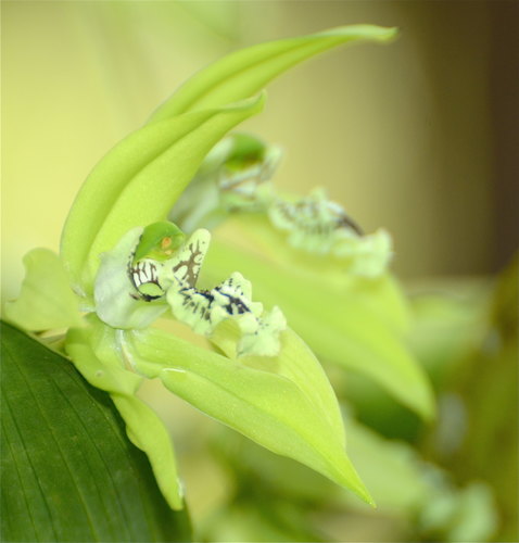 Coelogyne pandurata, photograph 1