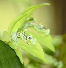 Coelogyne pandurata