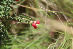 Acrothamnus